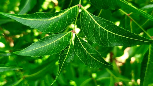 Gratis stockfoto met donkergroene bladeren, ga groen, groen