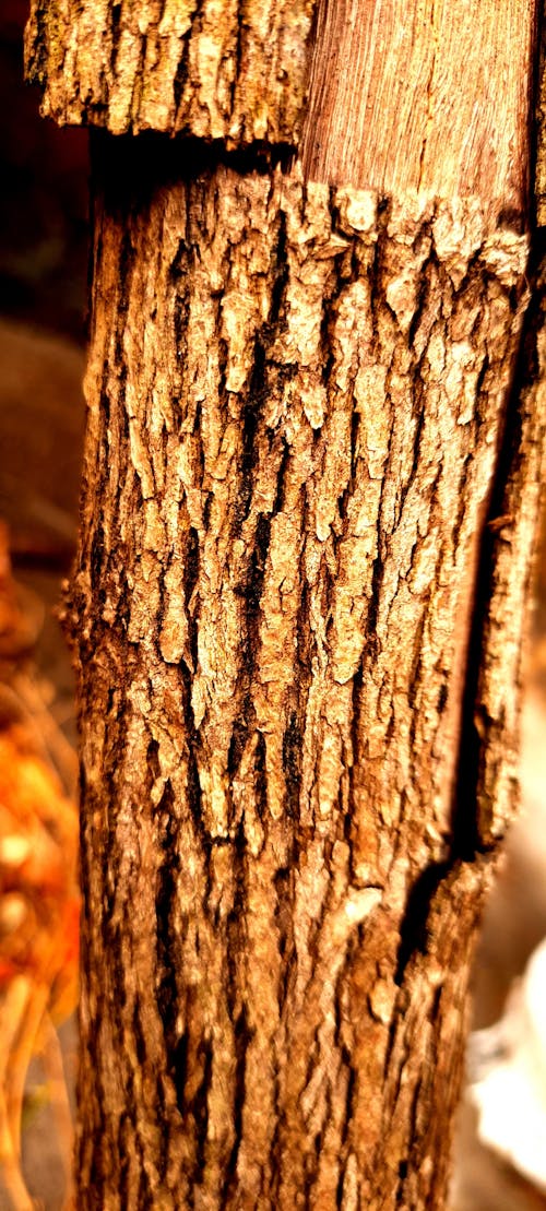atmosfera de outono, 一塊木頭, 乾的 的 免費圖庫相片