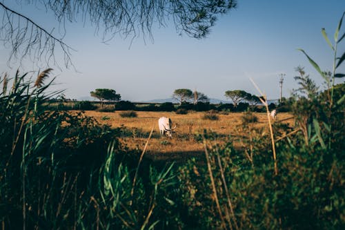 Cow with Long Horns Grazing