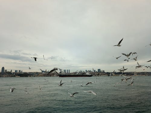 Free Photo of Seagulls on Ocean Stock Photo