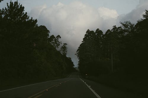 Straight Road in Forest