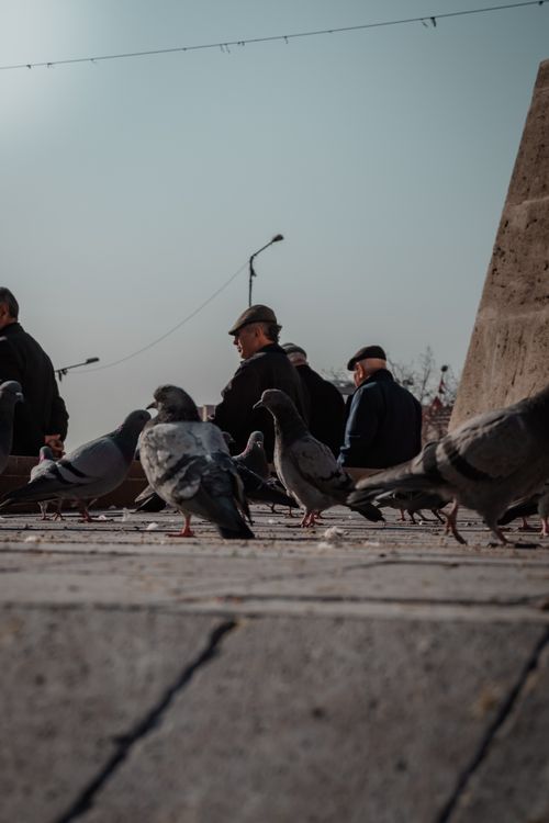 Free Low-angle view of pigeons walking on pavement with people blurred in the background during the day. Stock Photo