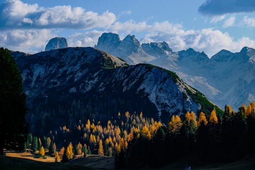 Foto d'estoc gratuïta de a l'aire lliure, arbres, bosc