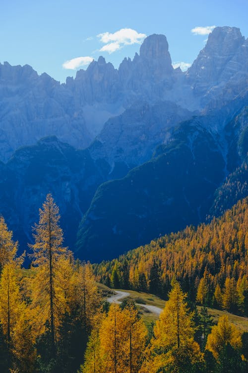 Foto d'estoc gratuïta de a l'aire lliure, arbres, bosc