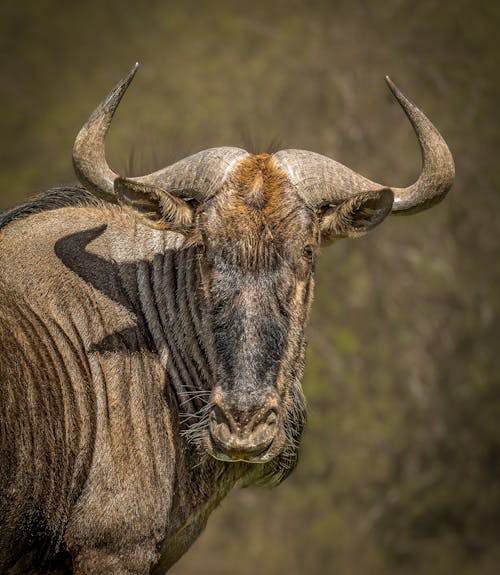 Head of Wildebeest