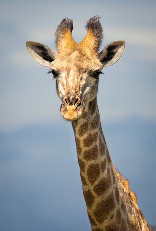 Head of Giraffe