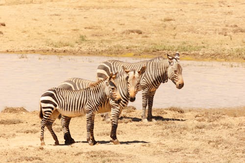 Zebras by watering hole