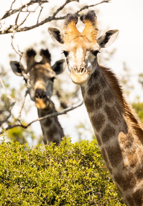 Two Curious Giraffes