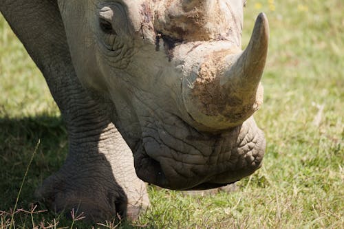 Head of Rhinoceros