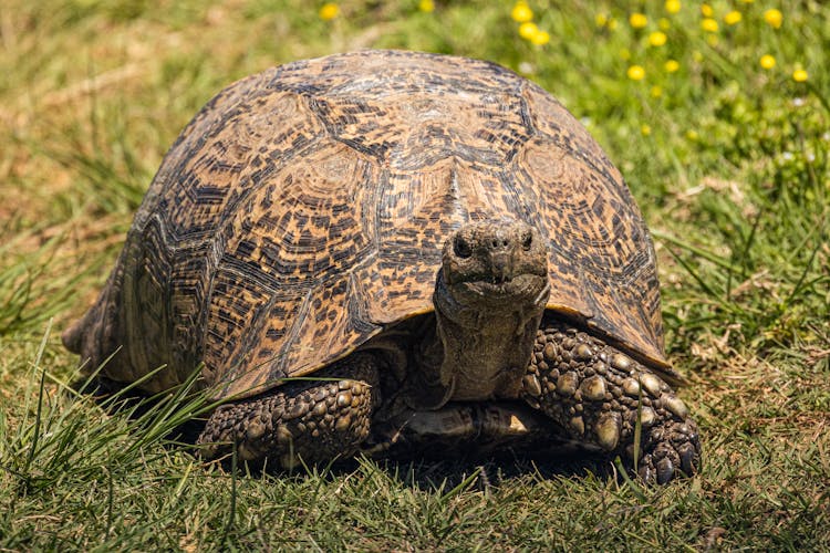 Close-Up Photo Of A Leopard Tortoise