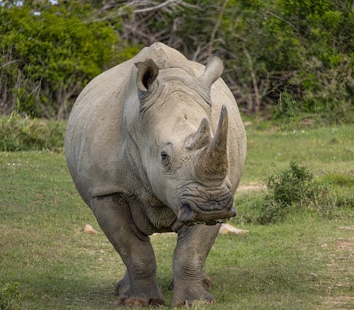 A Rhinoceros on a Field