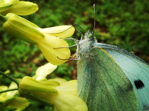 Základová fotografie zdarma na téma andělský dech květiny, chování zvířat, krásná květina