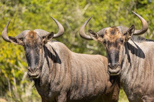 Two Wildebeest with Horns