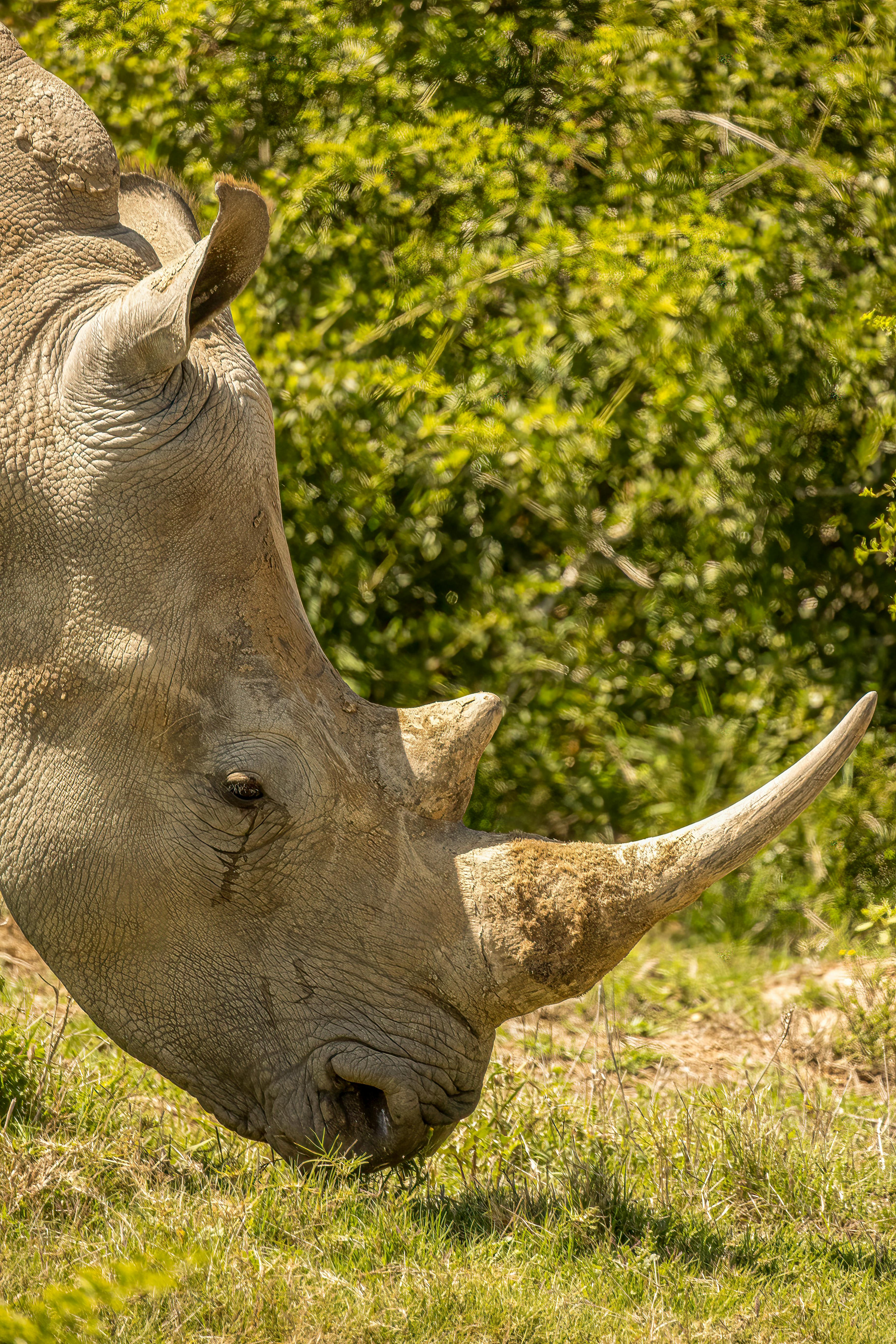 Gratuit Photos gratuites de animal, animal à cornes, animal sauvage Photos