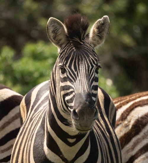 Close-up of Zebra
