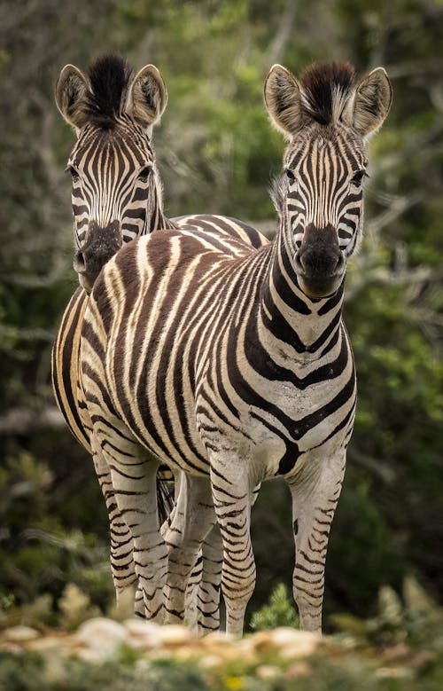 Two Zebras in Summer