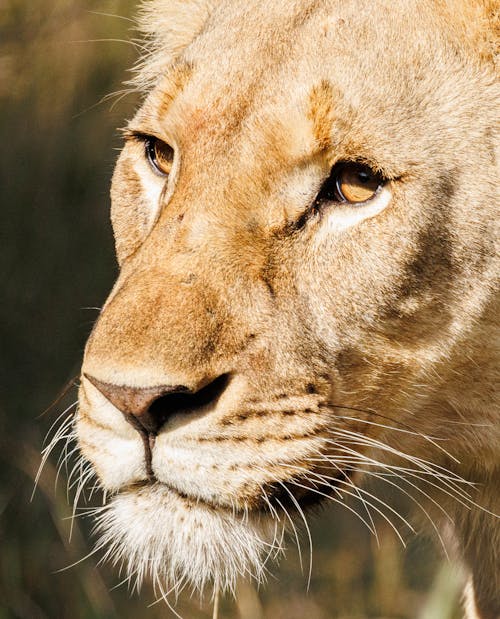 Close-Up Shot of a Lioness