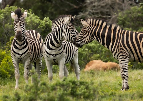 Photograph of Black and White Zebras