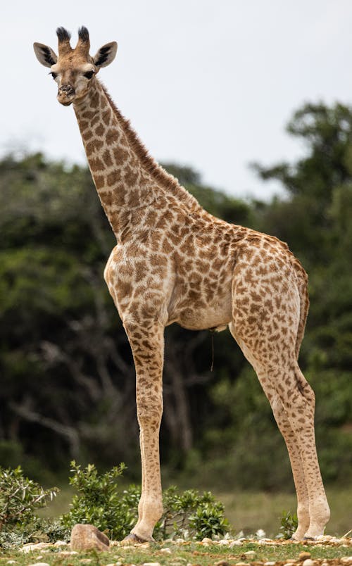 Giraffe in Summer