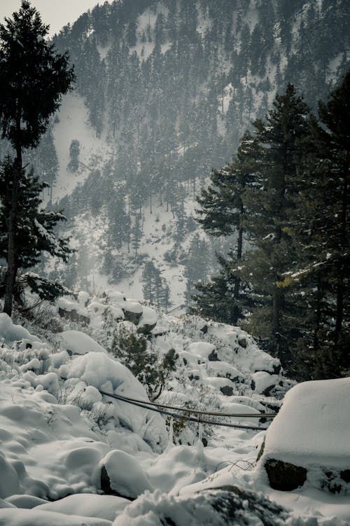 ロッキー, 冬, 垂直ショットの無料の写真素材