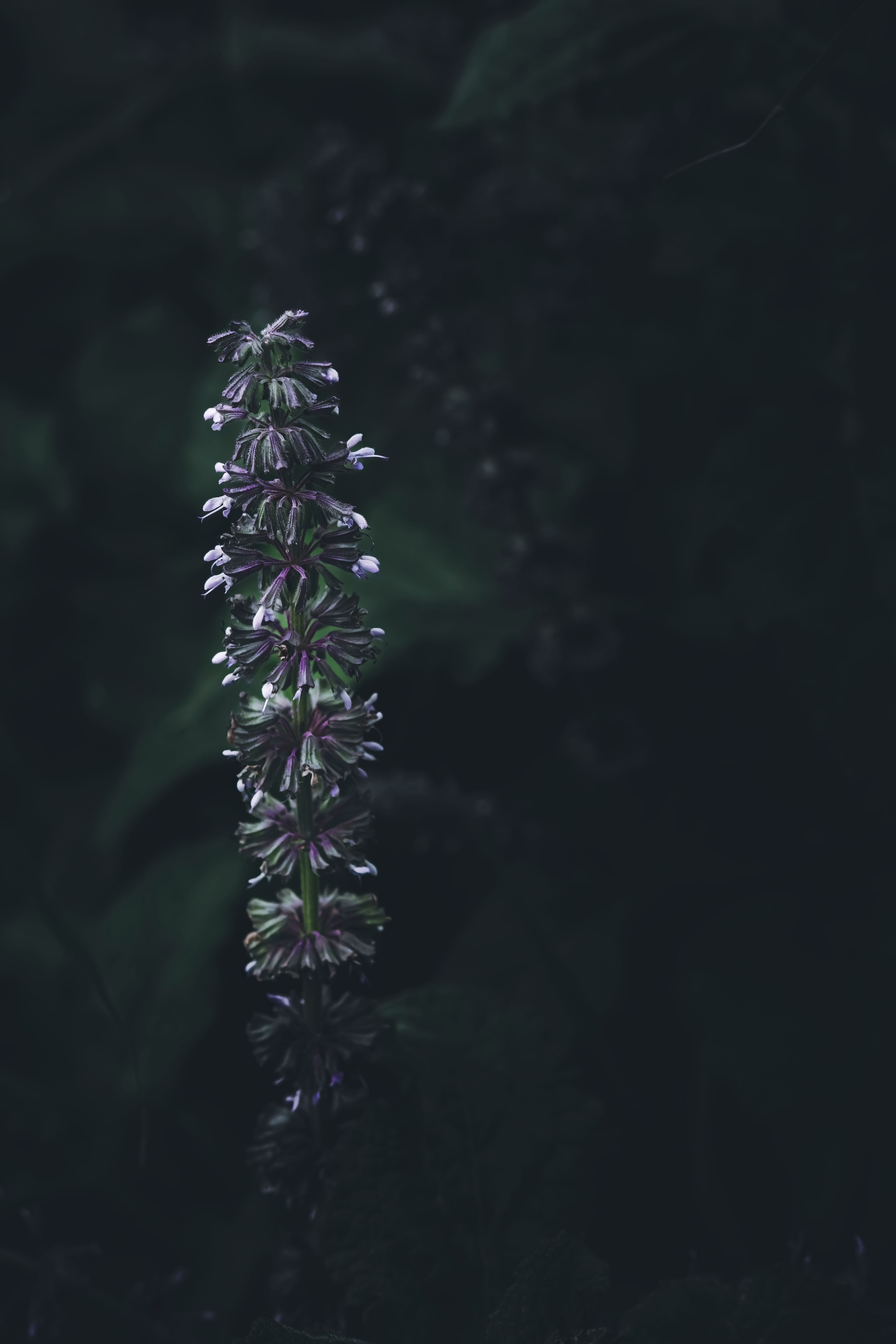 A single lilac flower cluster stands out in a dark, moody background, captured with selective focus.