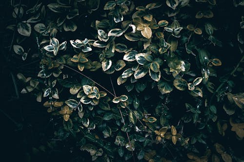 Бесплатное стоковое фото с завод, зеленые листья, листья