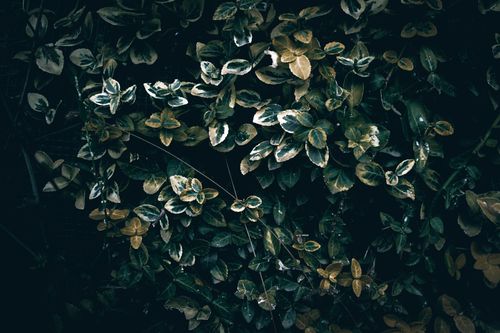Free A close-up view of vibrant, variegated green leaves showcasing natural beauty. Stock Photo