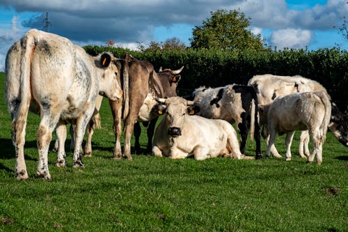 天性, 奶牛, 家畜 的 免费素材图片