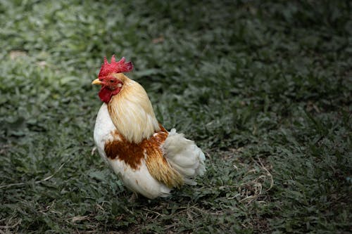Photo of Chicken on Grass