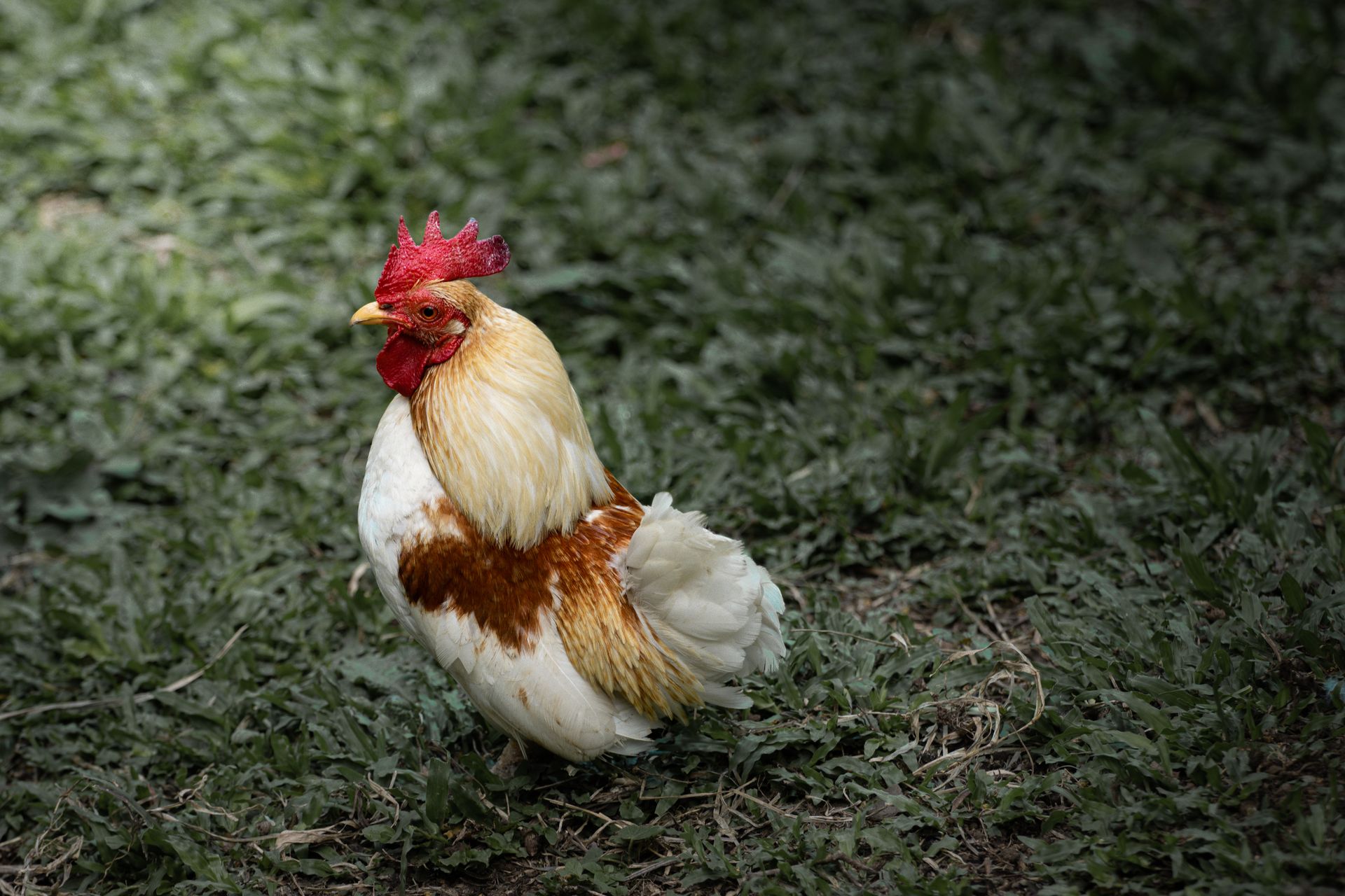 A vibrant Japanese bantam rooster standing on green grass outdoors.