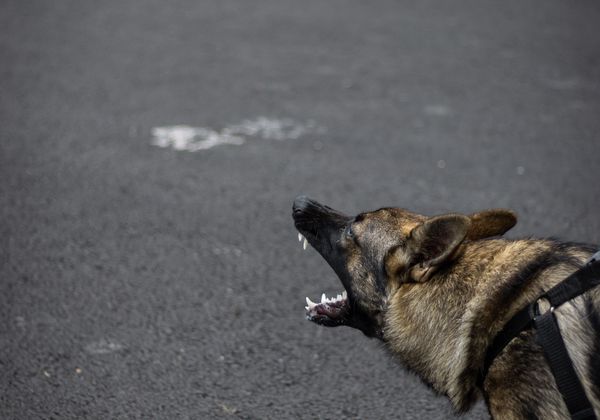 German Shepherd barking aggressively on a city street