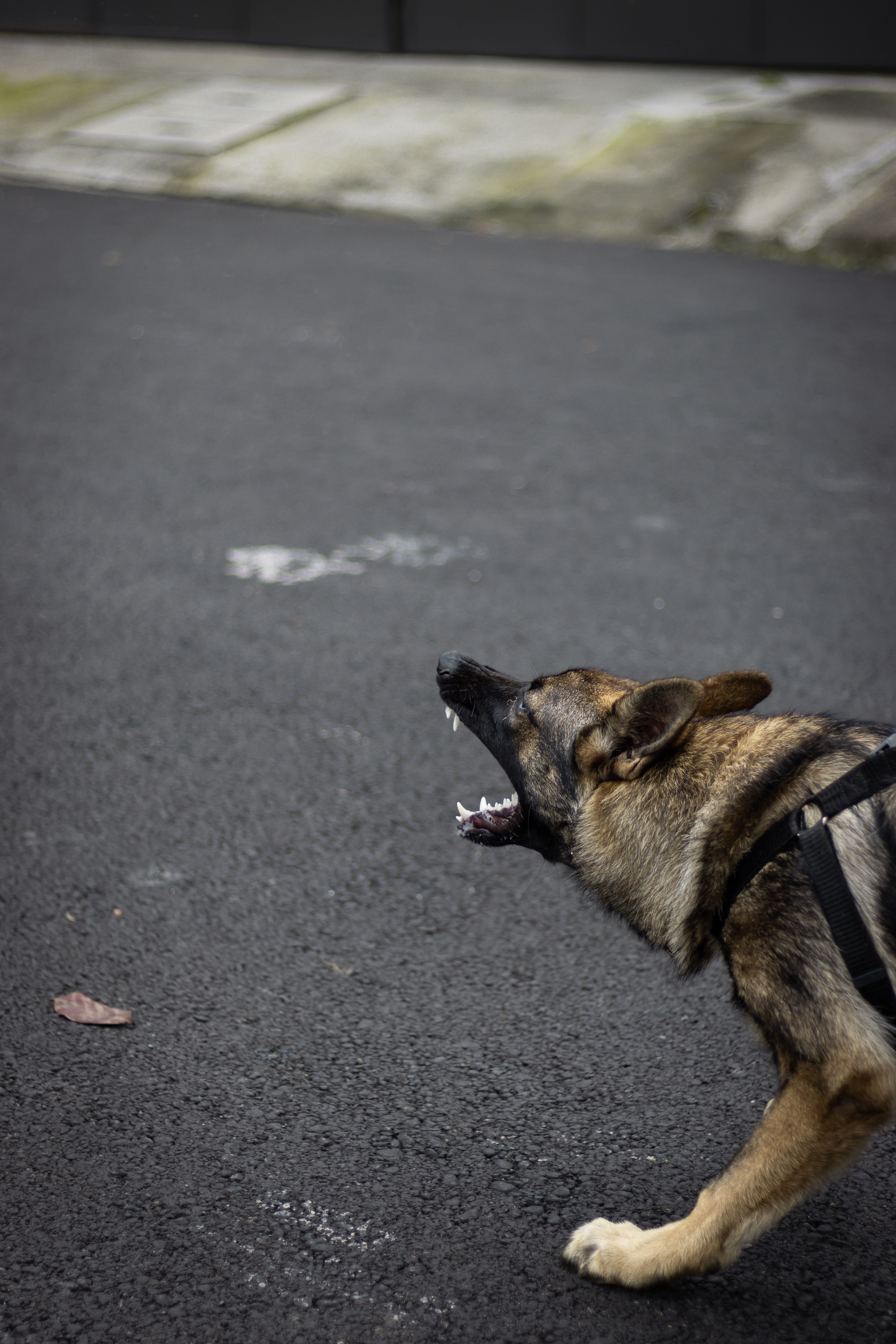 A Dog on a Road · Free Stock Photo