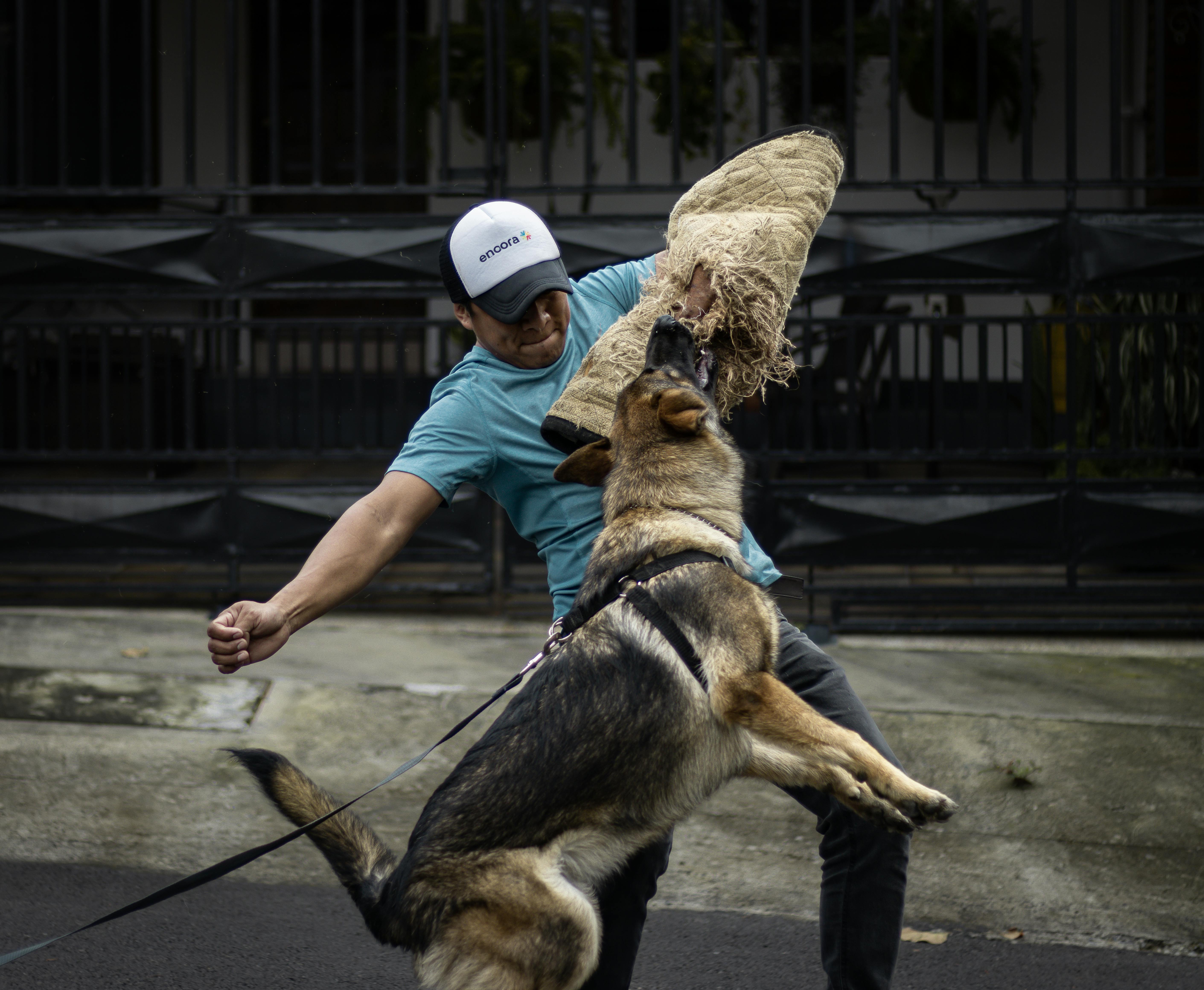 Dog sales biting training