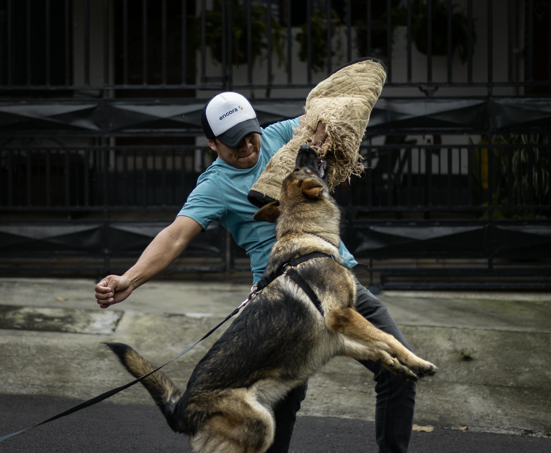 Mannen tränar en schäferhund