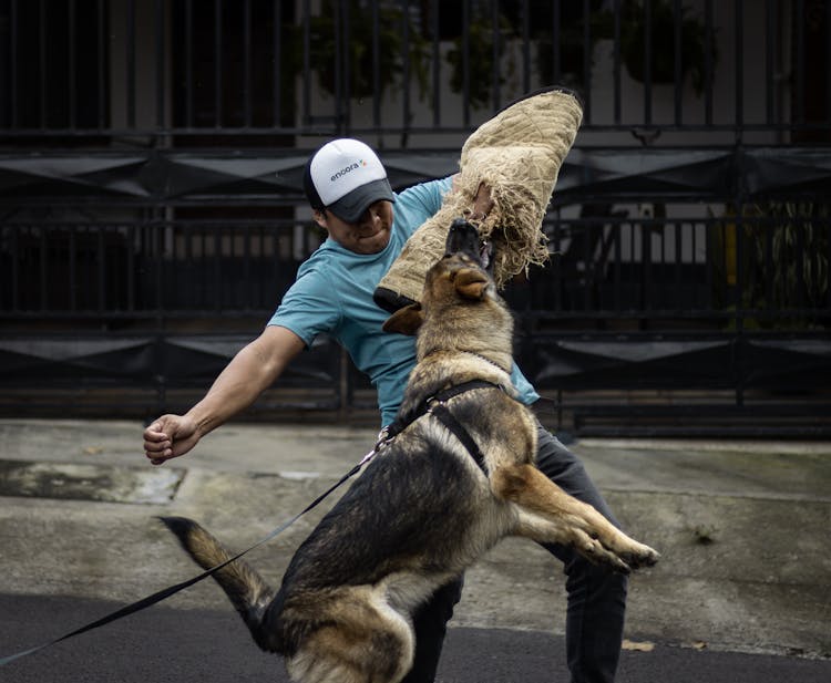 Man Training A German Shepherd Dog