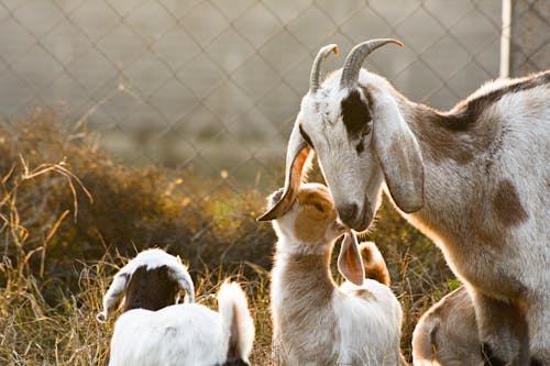 Goats on a Farm 