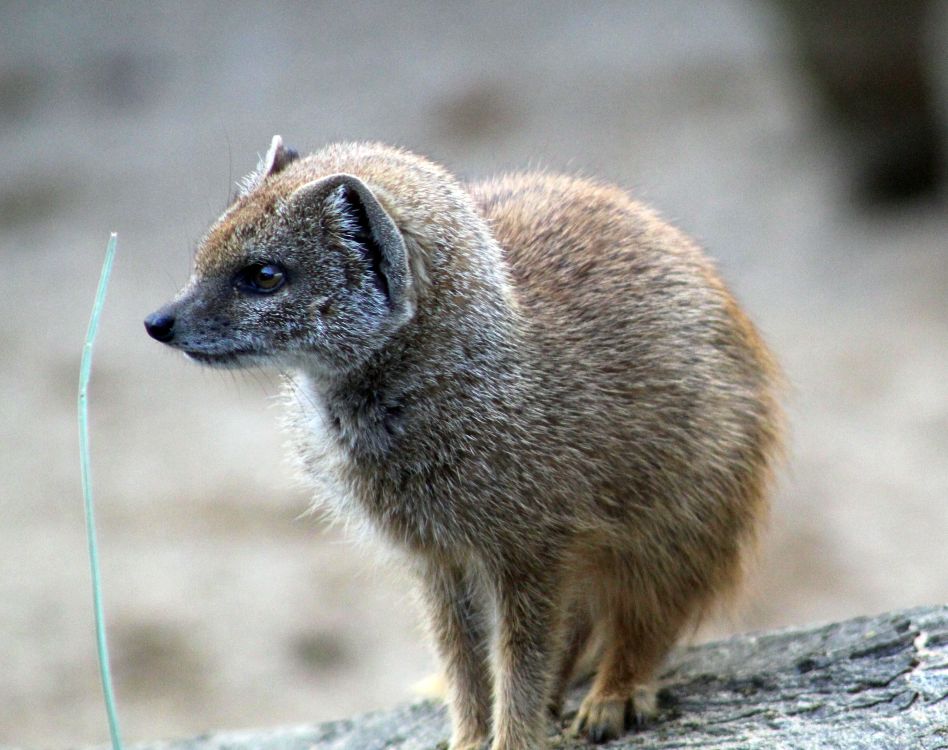 Free Stock Photo Of Yellow Mongoose Free stock photo of yellow mongoose