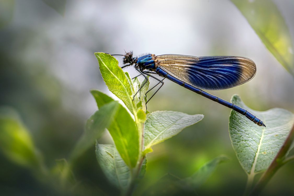 Close-up of Dragonfly Sitting on Green Plant · Free Stock Photo