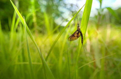 Close-up of Dragonfly Sitting on Grass
