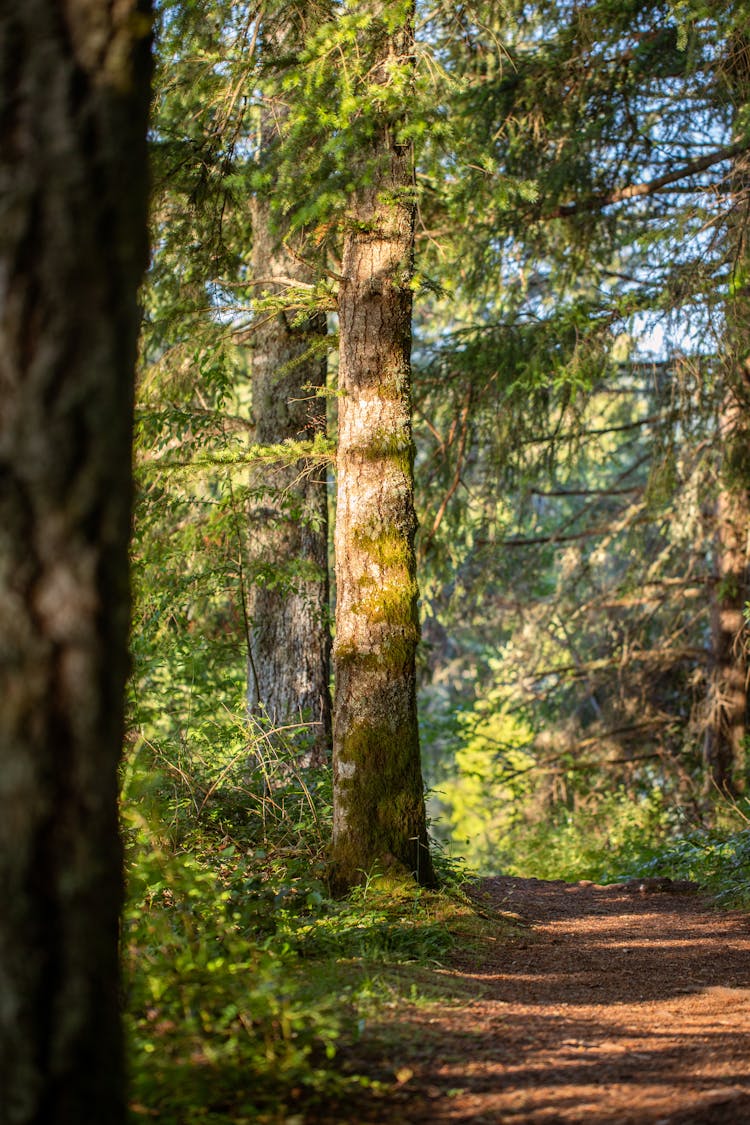 A Path In The Forest 