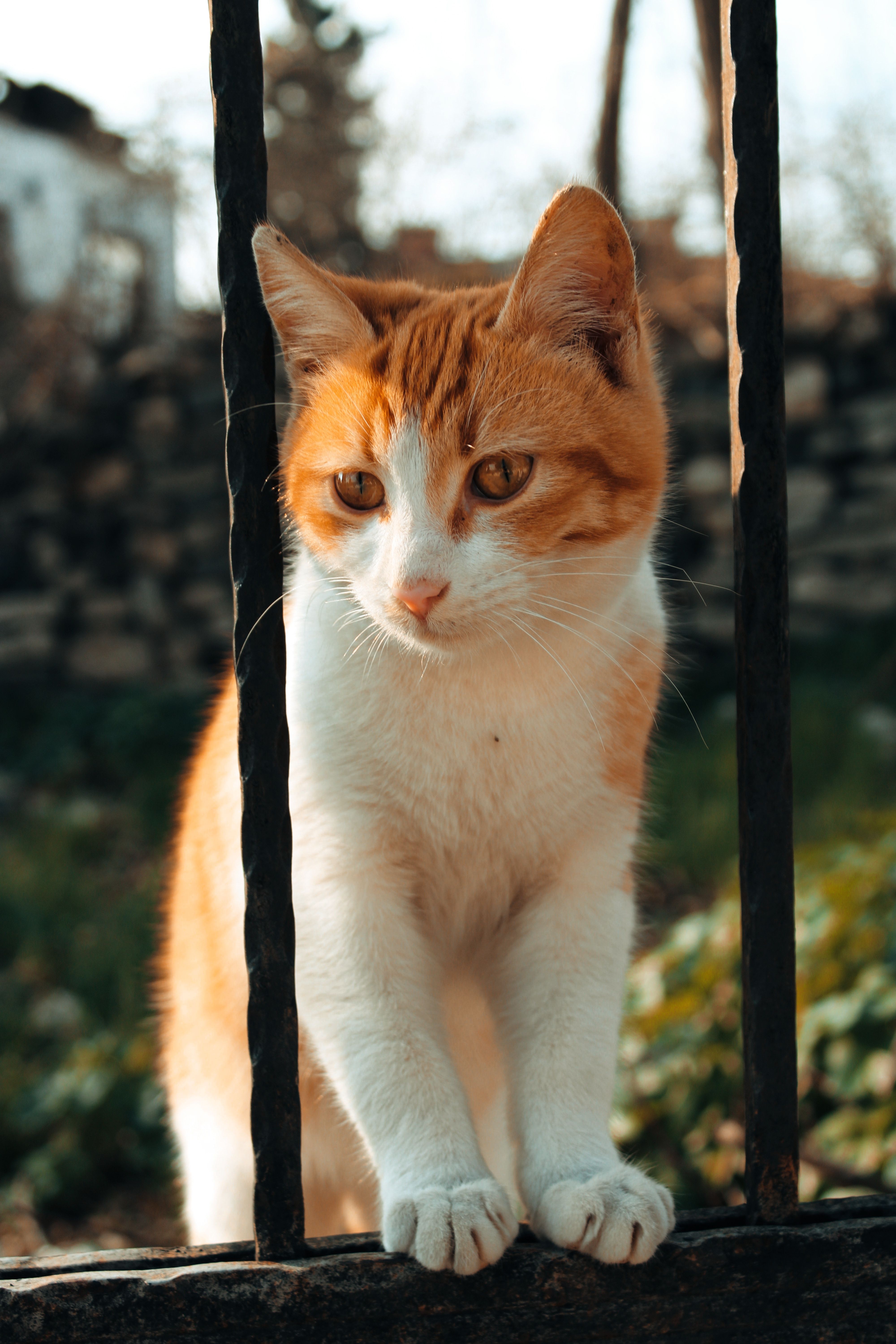 Close-Up Shot of a Cat · Free Stock Photo