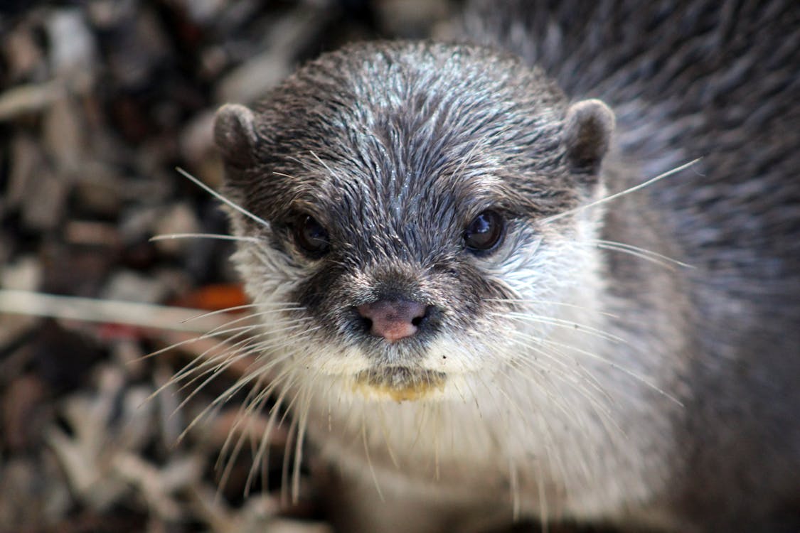 カワウソの無料の写真素材