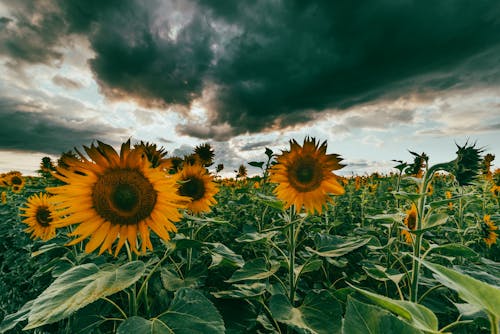 Foto stok gratis awan, bidang, bunga matahari