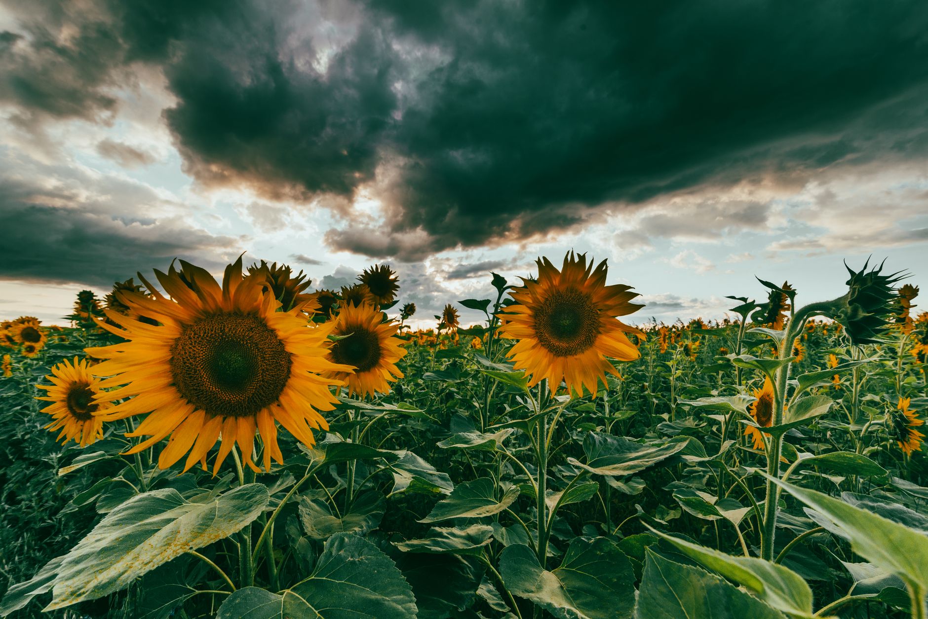 Sunflower Farming Seasons: Timing Planting for Maximum Yield