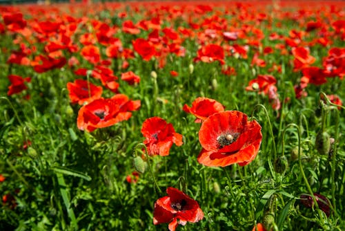 Red Flowers in Close Up Photography