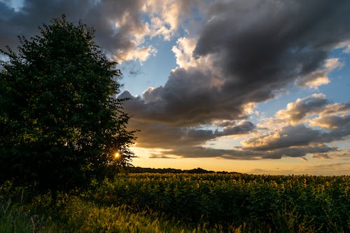 Foto stok gratis alam, awan, bidang