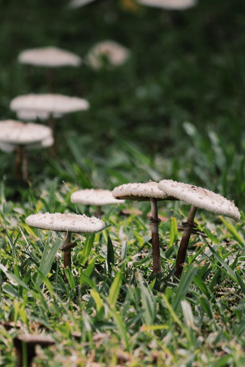 Mushrooms on the Grass 