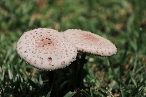 Close-up of Mushrooms on Green Ground