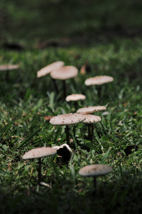 Mushrooms on the Grass 