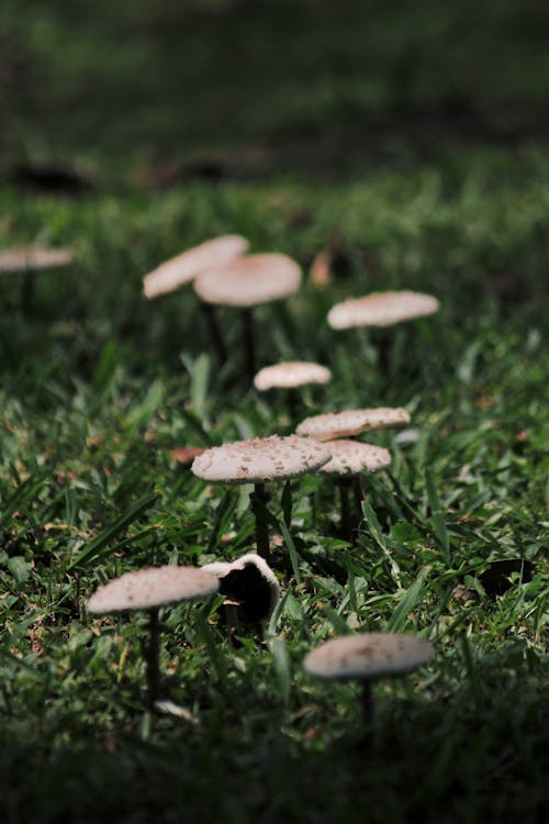 Gratis stockfoto met champignons, detailopname, fungus